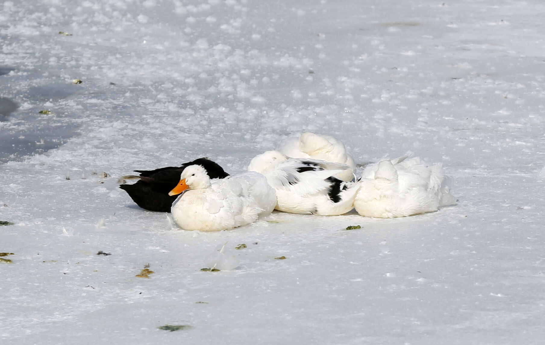 Snow Weather